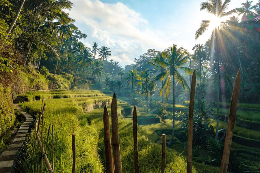 09-(Tegalalang-Rice-Terrace)