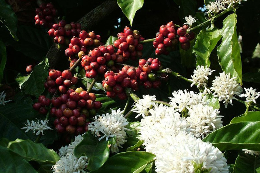 10-coffe-plantation