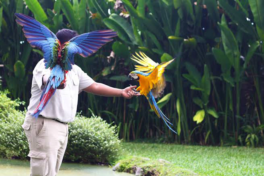 302-Bali-Bird-Park