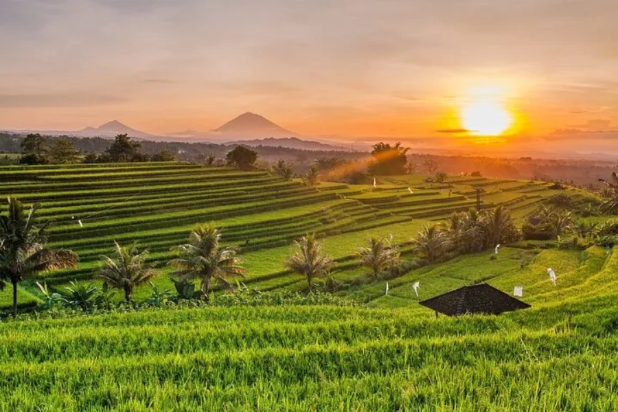 jatiluwih rice terrace