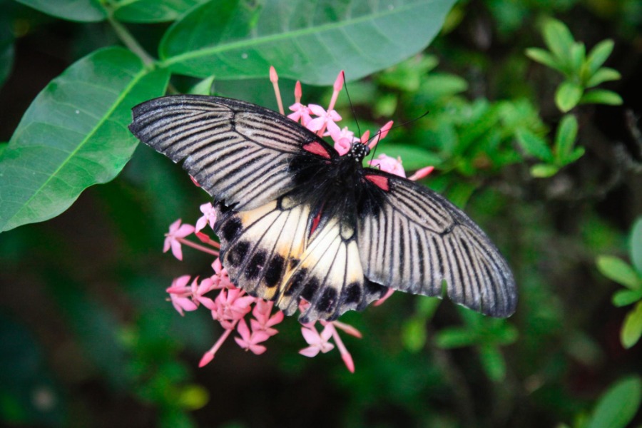 kemenuh buterfly park
